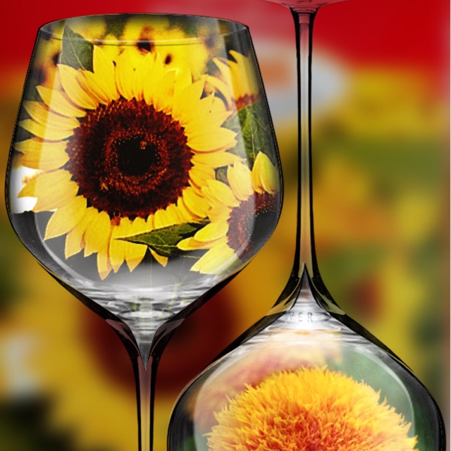 เมล็ดทานตะวัน (Helianthus, Sunflower)