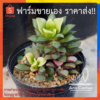 สวนขายเอง! ลูกชุบ Anacampceros Sunrise กระถาง 3 นิ้ว ต้นไม้ประดับ ไม้อวบน้ำ แคคตัส กระบองเพชร ไม้ฟอกอากาศ กุหลาบหิน