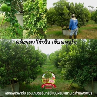 น้ำส้มควันไม้ 600ml. จากไม้สะเดาแท้100% ดับกลิ่น ไล่แมลงศัตรูพืช เห็บ หมัด ไร เชื้อรา **หยกเพชรฟาร์ม**