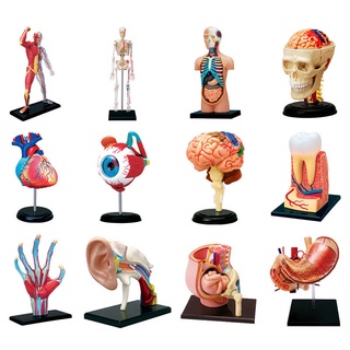 Human Anatomy Model 4D MASTERของเล่นประกอบเสริมพัฒนาการร่างกายมนุษย์อวัยวะภายในหัวใจกะโหลกศีรษะลูกตาแบบจำลองกายวิภาคทางก