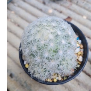 แมมขนนกขาว (Mammillaria plumosa) แมมขนนก cactus แคตตัส กระบองเพชร