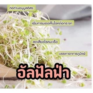 อัลฟัลฟา (Alfalfa) ปลอดสาร อัตราการงอก 90-99 %