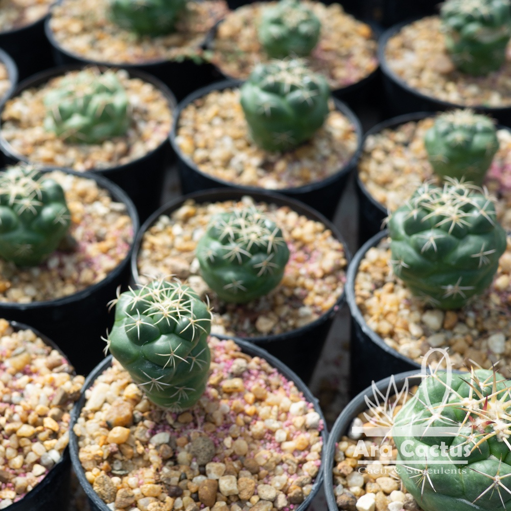 สวนขายเอง! กระบองเพชรช้าง Coryphantha elephantidens ไซส์กระถาง 2 นิ้ว แคคตัส ต้นไม้ประดับ อวบน้ำ แคนตัส ตะบองเพชร ราคา ถูกที่สุด ดีลบีเคเค แกลเลอรีภาพที่ 4