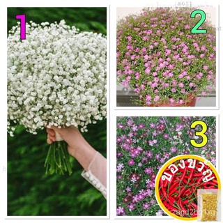 เมล็ดพันธุ์ ยิปโซฟิลล่า (Gypsophila)มี 3 ชนิดให้เลือก บรรจุ 30 เมล็ด ของแท้100%FlowerSunFlowerKaleMixedRoseMixZinniaCham