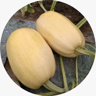 เมล็ดฟักทองสปาเก็ตตี้ 15 เมล็ด spaghetti squash Original Packaging สายพันธุ์ OP