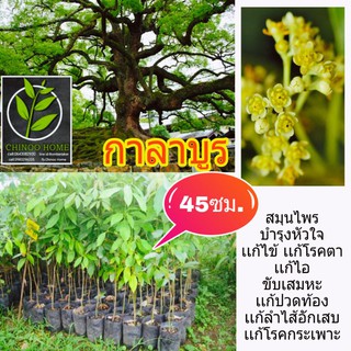 การะบูน การบูร (ภาคกลาง) อบเชยญวน (ไทย) พรมเส็ง (เงี้ยว) เจียโล่ (จีนแต้จิ๋ว) จางมู่ จางหน่าว (ต้นเล็ก)