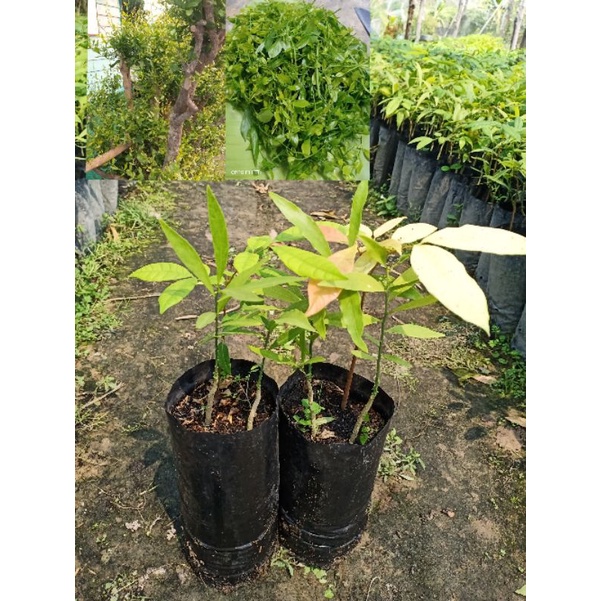 เมล็ดพันธ์ุ เมล็ดพันธ์ุผัก ต้นกล้าผักหวานป่ายอดเหลือง (เพาะเมล็ด) 1ถุง จะมีต้นผักหวาน 2 ต้นคับ เมล็ดพันธุ์ผักสลัด