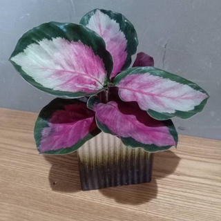 คล้าโรซี่ calathea roseopicta rosy