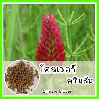 พร้อมส่ง ❗ รหัส 130 เมล็ดพันธุ์แท้ OP แท้   โคลเวอร์คริมสัน - Crimson Clover