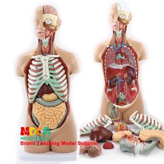 Human Anatomy Model 85cmถอดชิ้นส่วน17แบบจำลองกายวิภาคของร่างกายมนุษย์แบบไม่มีเพศสัมพันธ์การสอนทางการแพทย์เกี่ยวกับตับและ