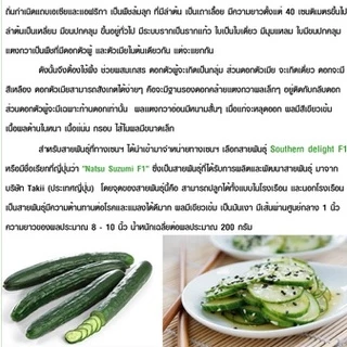 5แถม1เมล็ดแตงกวาญี่ปุ่น 30 เมล็ด พันธุ์แต็มค้าง ปลูกได้ทุกภาคของประเทศไทย อายุการเก็บเกี่ยวสั่น ลูกดก รสชาติหวานกรอบ