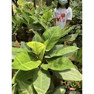 ฟิโล อิมพีเรียลกรีน Philodendron Imperial Green ฟิโลเดนดรอน ใบหนาสีเขียวมันเงาออกใบเป็นพุ่ม สวยงาม พร้อมส่ง