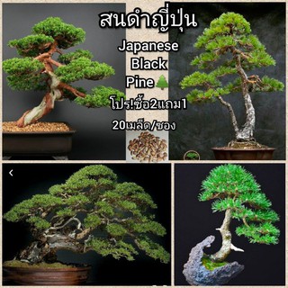 ซื้อ2แถม1💥เมล็ดสนดำญี่ปุ่น(คัดเมล็ด) Japanese black pine 🌲 เมล็ดล็อตใหม่มาถึงแล้ว!!!!!🙏