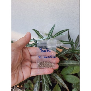 เมล็ดมะพร้าวทะเลทราย ใบเงิน (Dorstenia lancifolia) 10 เมล็ด/25 เมล็ด พักเมล็ดแล้ว ปลูกได้เลย