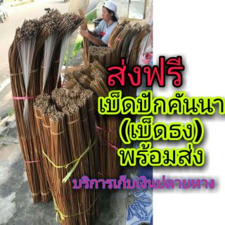 คันเบ็ดปักคันนา คันเบ็ดไม้ไผ่ 100คัน พร้อมส่ง ส่งฟรี มีบริการเก็บเงินปลายทาง เบ็ดตกปลา คันเบ็ดปลาช่อนเบ็ดปักเบ็ดนา ตกปลา