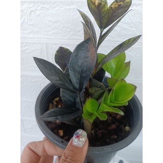 กวักมรกตดําBLACK ZAMIOCULCAS ZAMIPOLIA)