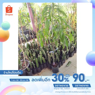 [เหลือ 251 .- ใส่โค้ด "DETNOV90"] มะม่วงไข่มุกแดง(ต้นพันธุ์)