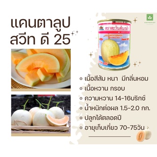 เมล็ดพันธุ์ แคนตาลูป สวีท ดี 25 20กรัม D25 หวานกรอบ หอมอร่อย ตราตะวันต้นกล้า