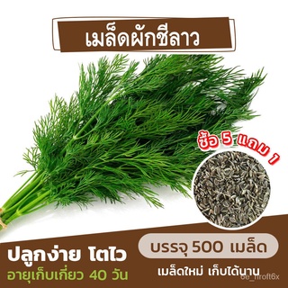 เมล็ดอวบอ้วน100%เมล็ดพันธุ์ ผักชีลาว แบ่งขาย 500 เมล็ด (ซื้อ 5 แถม 1)เมล็ดพืชคุณภาพสูงMarigoldMixedKalePurityCabbageescu