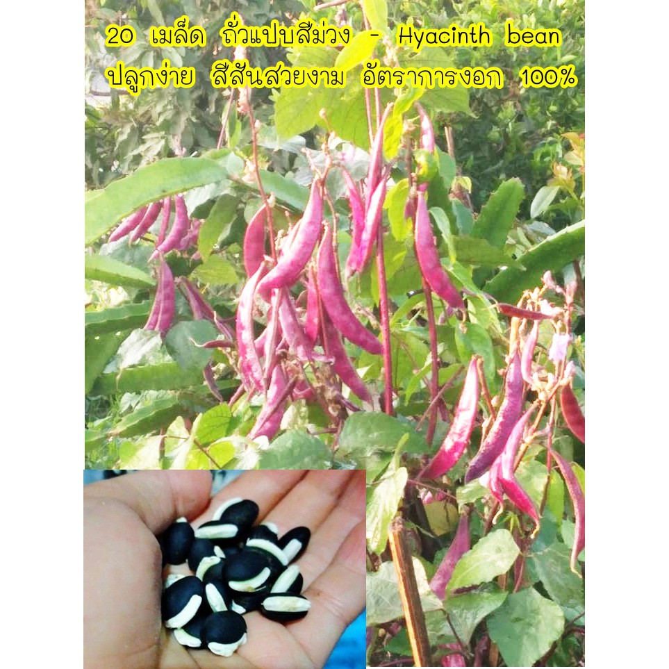 20 เมล็ด ถั่วแปบสีม่วง - Hyacinth bean ปลูกง่าย สีสันสวยงาม อัตราการงอก 100%