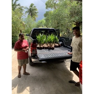 🌴🌴พันธุ์มะพร้าวน้ำหอมบ้านแพ้วต้นเตี้ยแท้💯%🌴เกต1🌴 รับประกันพันธุ์แท้ 100%