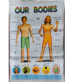 โปสเตอร์เพื่อการศึกษา Our Bodies