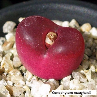 เมล็ด ขายดี/Conophytum maughanii / 10 seeds 159.-/เมล็ด เมล็ดพันธุ์ ต้น