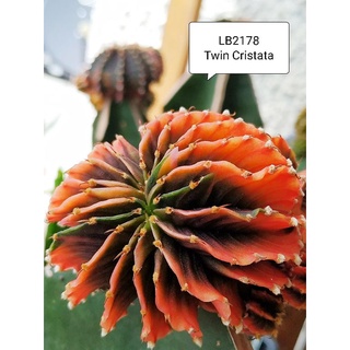 LB2178 Twin Cristata variegata คริสตาต้า แท้ ด่าง สวยๆ หน่อเด็ดสด cactus