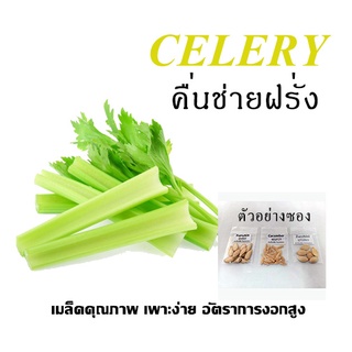 เซเลอรี่ Celery เมล็ดคื่นช่ายฝรั่ง 500-600เมล็ด