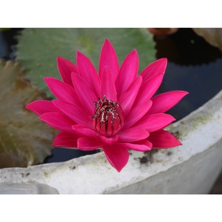 10 เมล็ด เมล็ดบัว สีแดง นำเข้า บัวนอก สายพันธุ์เมล็ดบัว Waterlily Nymphaea Seeds