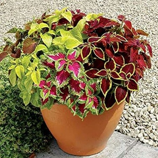 🍁ฤๅษีผสม🍁 ไม้ใบเเสนมีเสน่ห์(Coleus) Set A