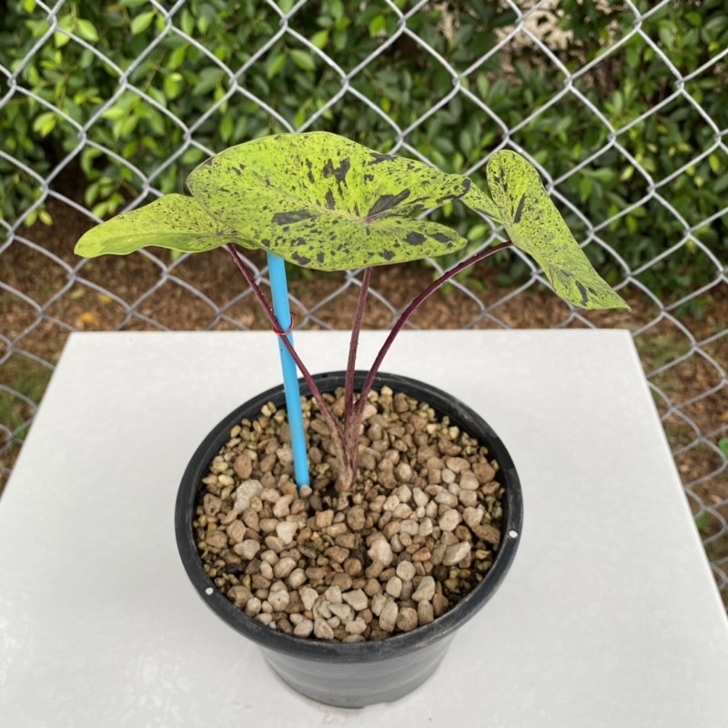Colocasia mojito บอนโมจิโต้ ไม้ด่าง ไม้ฟอกอากาศ
