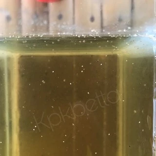 KPK ไข่ไรแดงมาโครโคปา Macrocopa (แคปซูล 0.2 กรัม)