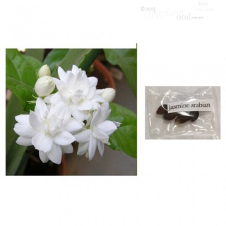 arabian jasmine jasminum sambac flower plant seeds鲜花/头饰/母婴/上衣/种子/帽子/男装/裙子/芹菜/儿童/ WAZZ