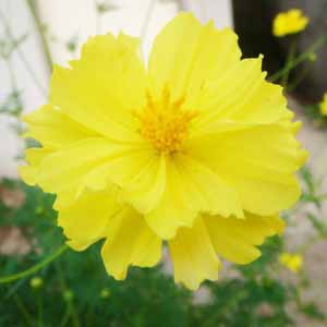 ดอกดาวกระจาย🎈ซ้อน🎊สีหลือง📌ถูกที่สุด10บ.📌เมล็ดพันธุ์ดาวกระจายสีเหลืองกลีบซ้อน 30 เมล็ด🌱งอกไว ☘️ออกดอกเร็ว🌱 สวยมาก