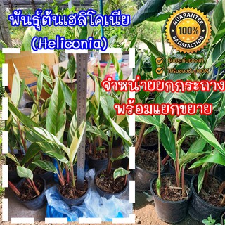 ต้นพันธุ์เฮลิโคเนีย (Heliconia)  จำหน่ายยกกระถางพร้อมขยายหน่อ  มีประกันระหว่างขนส่ง พร้อมจัดส่ง(จำกัด1กล่อง/1กระถาง)