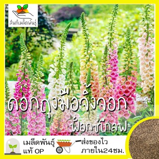 เมล็ดพันธุ์ ดอกถุงมือจิ้งจอก คละสี 200 เมล็ด Digitalis Foxglove เมล็ดพันธุ์แท้ นำเข้าจากต่างประเทศ ปลูกผัก สวนครัว ถูกดี