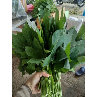 ใบสดผักไชยา​ ขายเฉพาะ​ส่วนใบเท่านั้น​1กก100​บาท