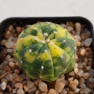 Cake Cactus Farm กระบองเพชร Astrophytum asteria  nudum  variegated แอสโตร นูดัม ลายด่างสวยมาก