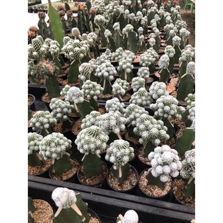 ลูกกอล์ฟไม้กราฟ mammillaria bumboldtii grafting