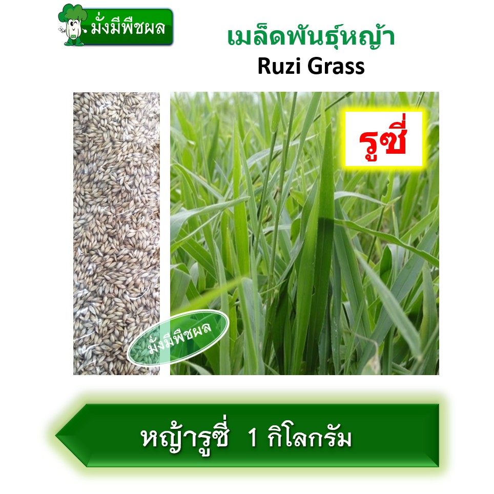 เมล็ดหญ้ารูซี่/หญ้าคองโก (Ruzi Grass/Congo ) เมล็ดพันธุ์หญ้ารูซี่ บรรจุ1 กิโลกรัม ณ.มั่งมีพืชผล (อัต