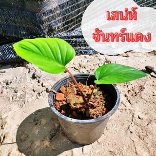 ต้นพร้อมจัดส่ง ต้นไม้มงคลฟอกอากาศเสน่ห์จันทร์แดง ไม้มงคลโบราณตามความเชื่อ เป็นไม้นามมงคล ส่งเป็นกระถาง