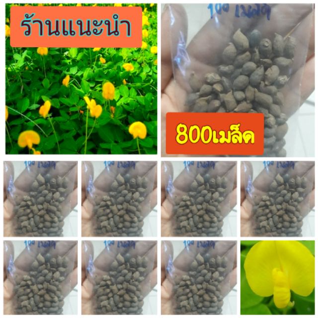เมล็ดพันธุ์ถั่วบราซิล 800ปลูกประดับสวยงาม พืชคลุมดิน สนามหญ้า จัดสวน