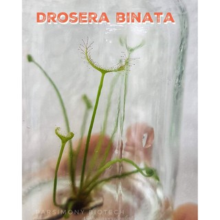 ต้นไม้กินแมลง หยาดน้ำค้างไบนาต้า  Drosera​ binata พืชกิน​แมลง​ ของ​ขวัญ​