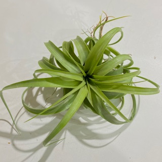 Tillandsia brachycaulos x streptophylla