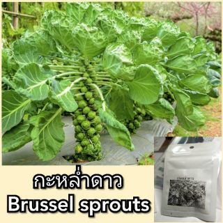 เมล็ดกระหล่ำดาว Organic  Brussels Sprouts