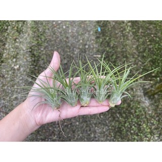 Ionantha Druid ดรูอิท เซตละ 5 ต้น