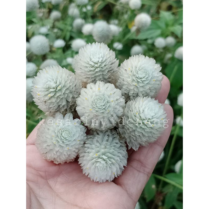 ดอกบานไม่รู้โรยสีขาว40เมล็ด