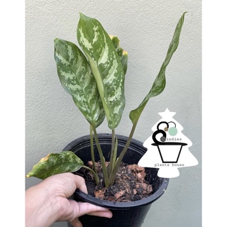 ว่านเขียวหมื่นปี Aglaonema