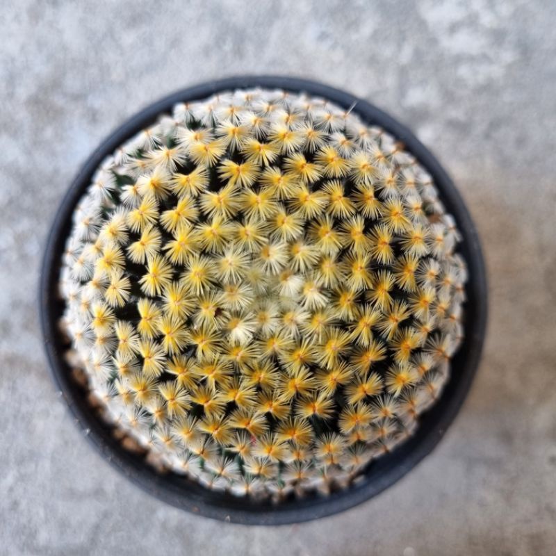 Mammillaria schiedeana RS548 เพาะเมล็ด